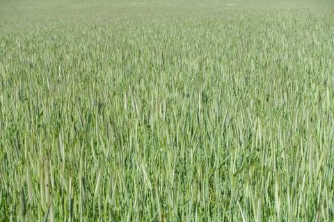 Dense Summer Field Stock Photos