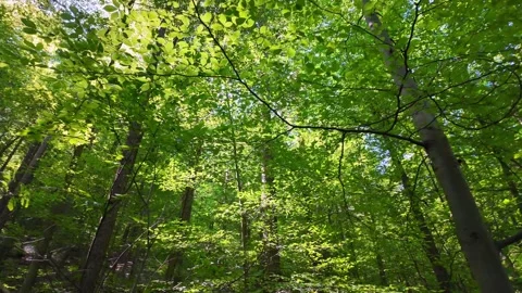 Dense summer forest and clear cloudless summer sky Stock Footage 287848361