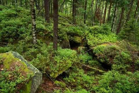 Dense summer forest during the day Stock Photos