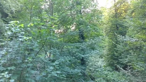 Dense Summer Forest with Walking Path in the Shade Stock-Footage 314665500