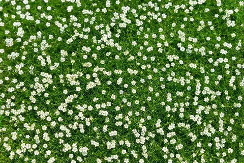 Dense summer green grass with small white flowers. Perfect lawn, view from above Stock Photos