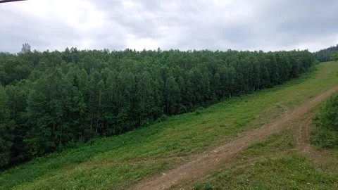 Dense summer mixed forest with birch trees Stock Footage 167597744