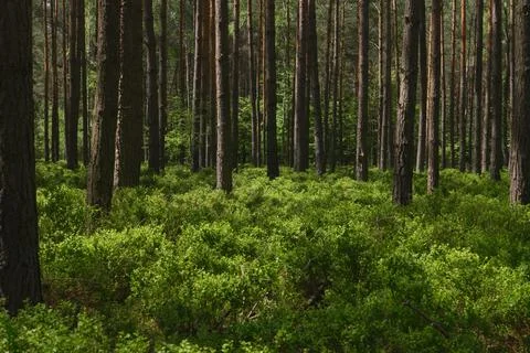 Dense Summer Pine Forest with Lush Green Blueberry Bushes and Dappled Sunli.. Stock Photos