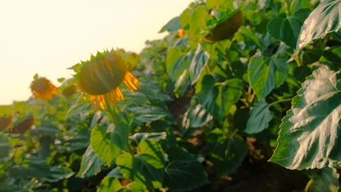 Dense sunflower, camera rotation 180 degrees. Stock Footage 113676949