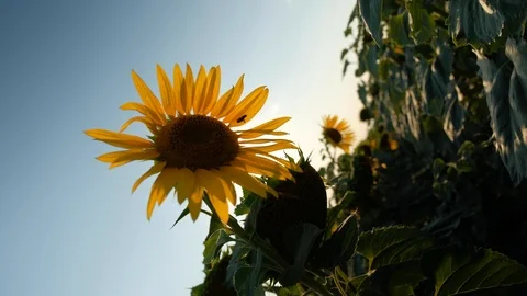 Dense sunflower, camera rotation 180 degrees. Stock Footage 113969980