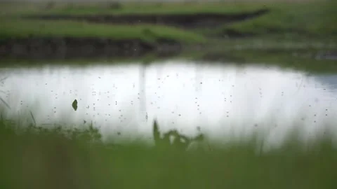 A dense swarm of flies hovers above a lake surface beside meadow - Swarm Scene Video stock 339826885
