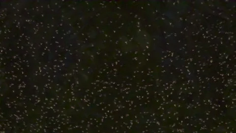 Dense Swarm of Flying Insects HD Pro Stockbeeldmateriaal 314492223