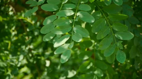 Dense swing Ash tree and wind,tree crown,shadow &amp; wildflower. Stock Footage 11252482