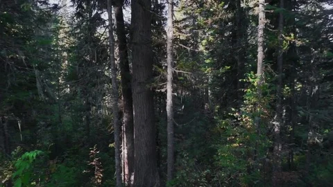 Dense taiga Stock Footage 81662446