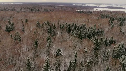 Dense taiga forest. View from above Stock Footage 144257616