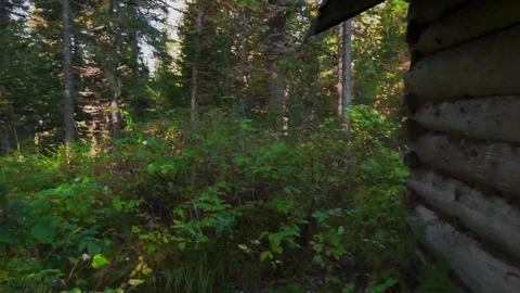 Dense taiga in the morning Stock Footage 81662500