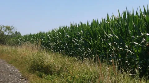 Dense tall green corn field on sunny summer day Stock Footage 343541556