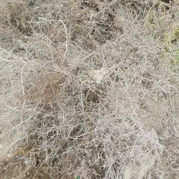 Dense tangle of dry thorny leafless branches forming a tumbleweed Stock Photos