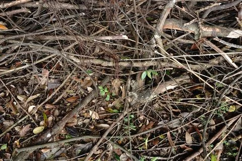 A dense tangle of fallen branches twigs and dry leaves on the forest floor 写真素材