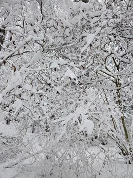 The dense tangle of tree branches in the forest completely covered after a .. Stock Photos