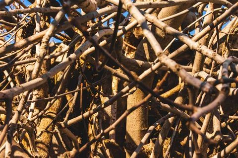 Dense tangle of tree roots and branches creating abstract pattern in Athens Stock Photos