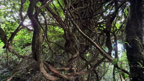 Dense tangle of vines and forest vegetation in Tà Xùa Primeval Forest, Vietnam Stock Footage 345138477