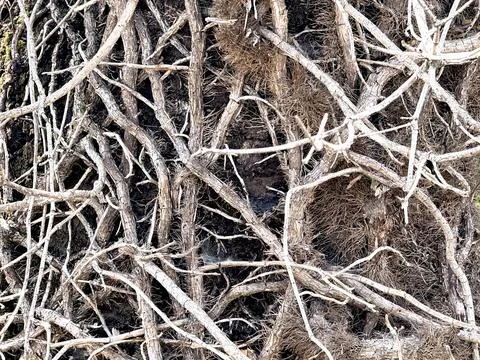Dense Tangled Branches and Tree Trunks in Woodland. Stock Photos
