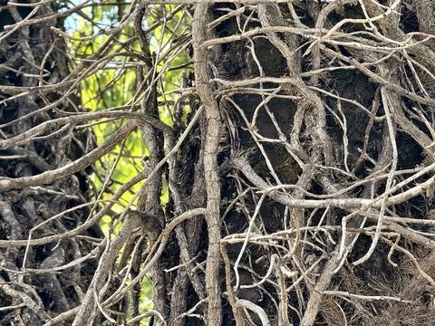 Dense Tangled Branches and Tree Trunks in Natural Forest Environment. Stock Photos