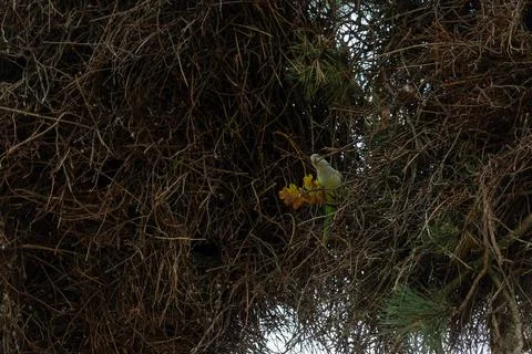 Dense tangled branches frame a small bird's nest Stock Photos