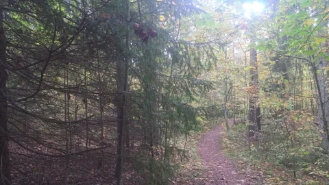 Dense Tangled Forest Undergrowth Surrounding Faint Narrow Woodland Path Stock Footage 348022591
