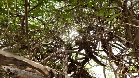 Dense Tangled Tree Branches With Sunlight Shining Through Green Leaves Stock Footage 345228358