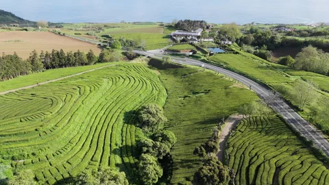 Dense tea plantations arranged in parallel rows on green hills of Azores Video stock 324736504