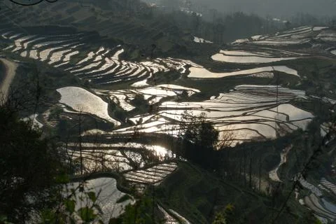 The Dense Terraced Fields Stock Photos