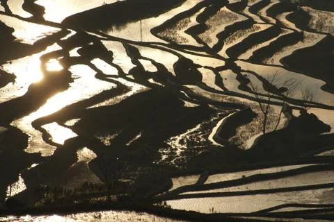 The Dense Terraced Fields Stock Photos
