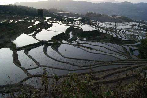 The Dense Terraced Fields Stock Photos
