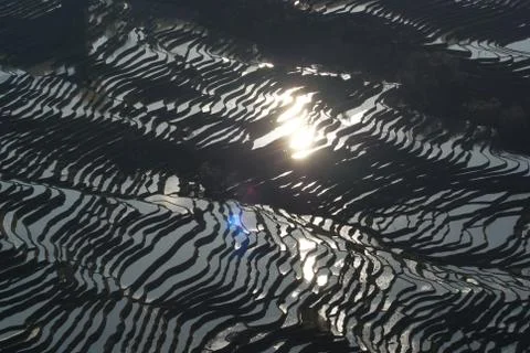 The Dense Terraced Fields Stock Photos
