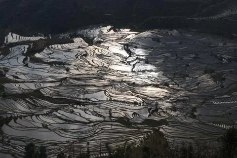 The Dense Terraced Fields Stock Photos