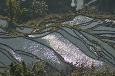 The Dense Terraced Fields Stock Photos