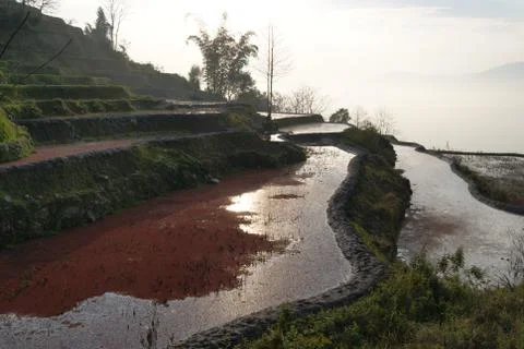 The Dense Terraced Fields Stock Photos