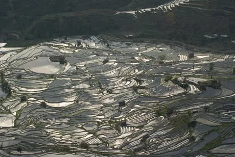 The Dense Terraced Fields Stock Photos