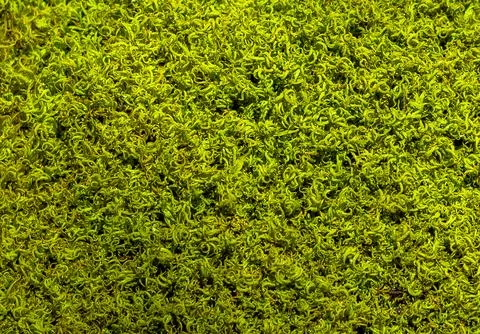 A dense texture of decorative curly moss Stock Photos