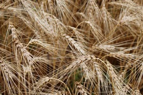 Dense Texture of Golden Wheat Ears Stock Photos