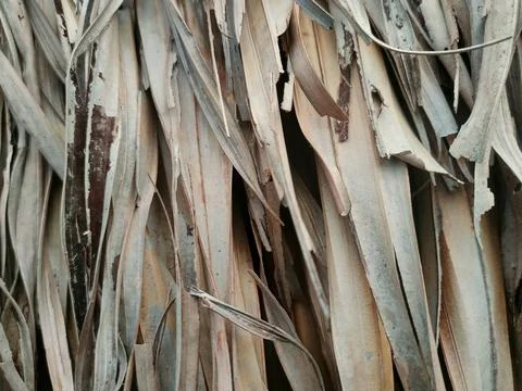 A dense texture of overlapping dry, pale brown palm leaves hanging vertical.. Stock Photos