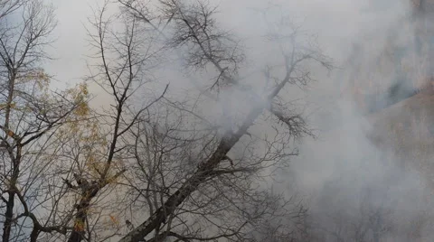 Dense Thick Smoke Countryside Damage Dangerous Forest Fire Firewood Destroy Heat Stock Footage 41661716