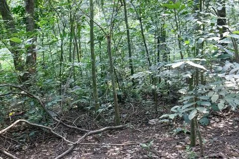 Dense thicket and saplings beneath a forest canopy Stock Photos
