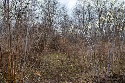 Dense thicket of bare deciduous trees and dry brush in early spring, creati.. Stock Photos