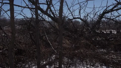 Dense thicket of bare winter trees and overgrown tangled branches with patches Stock Footage 336012849