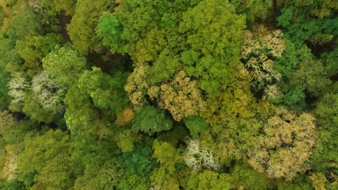 Dense Thicket Covered Tropical Mountains At Fervenza do Toxa Stock Footage 257551806