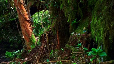 Dense thicket of exotic jungle plants and trees covered with thick green moss Video stock 74969645