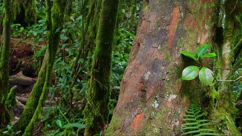Dense thicket of exotic plants and trees covered with thick green moss. Stock Footage 74973311