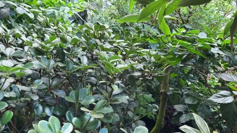Dense thicket of exotic tropical vegetation fills sunny botanical garden co.. 스톡 동영상 344049738
