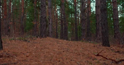 Dense thicket of the forest, fallen needles of coniferous trees. Tall firs and Stock-Footage 166807306