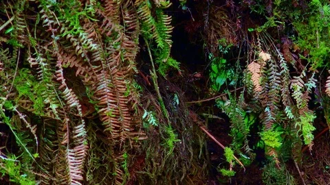 Dense thicket of green and brown dried ferns growing in shady tropical jungle Stock Footage 74978356
