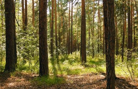 A dense thicket of green coniferous forest in the light of the summer sun Stock Photos