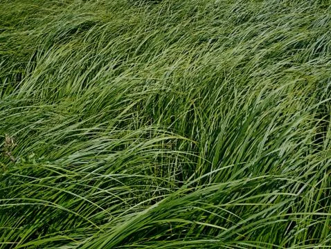 Dense thicket sedge grass as background Stock Photos